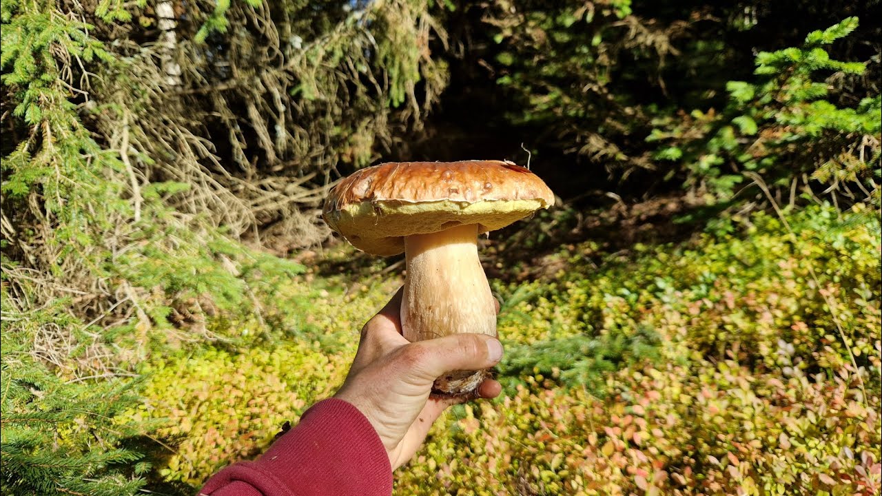 To sú ale DUBÁKY! Nádherné HRÍBY koncom októbra, KONČÍM sezónu. 20.10.2025