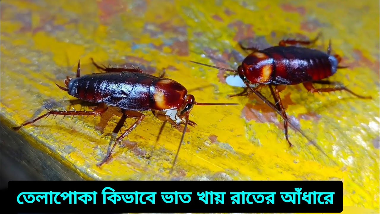 তেলাপোকা রাতে কি খায়।তেলাপোকার খাবার। How cockroaches eat rice #bangla ...