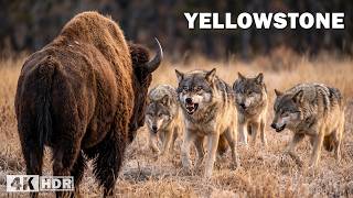 YELLOWSTONE | Battles for Survival in the Most Extreme Winter | Nature Animal Documentary