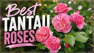 Quelle est la meilleure rose Tantau Mon top 10 revele The Rose Enthusiast