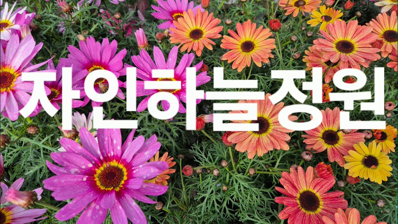 택배주문010-4526-6899#자인하늘정원#피나타#목마가렛