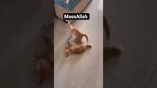 #cat #cutecat #fighting #kitten #pets #love #shorts #shortvideo #youtubeshorts #love #trending #vlog