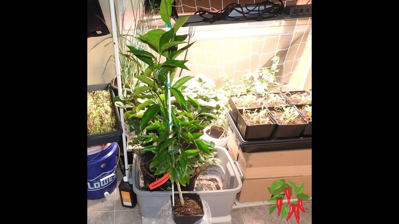 Unboxing My Clementine Orange Tree Growing Clementine Oranges Indoors