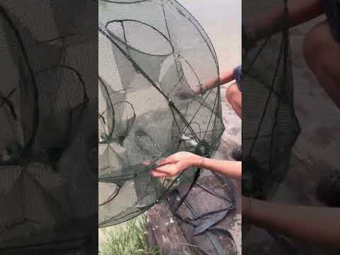 Mancing udang liar #shortvideo
