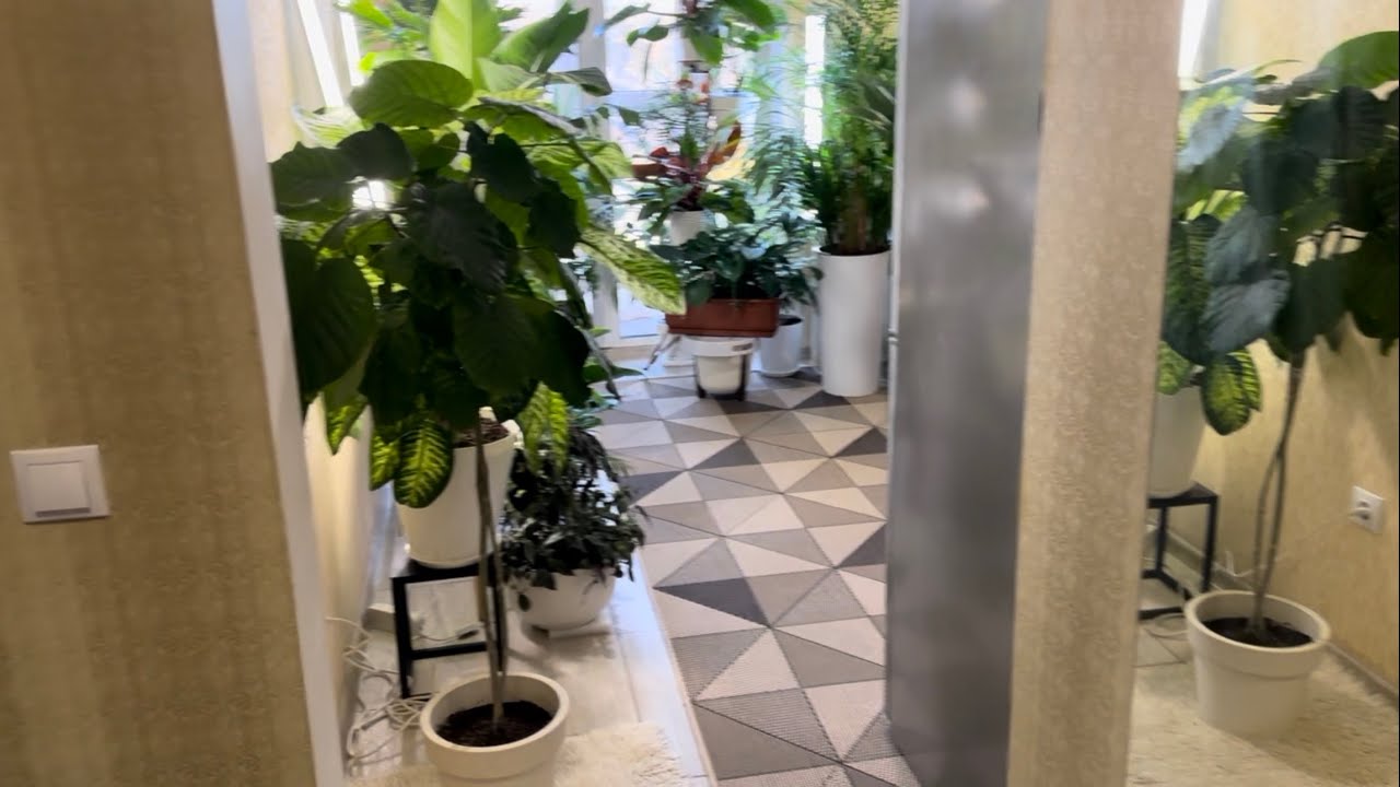 Обзор растений на кухне - YouTube