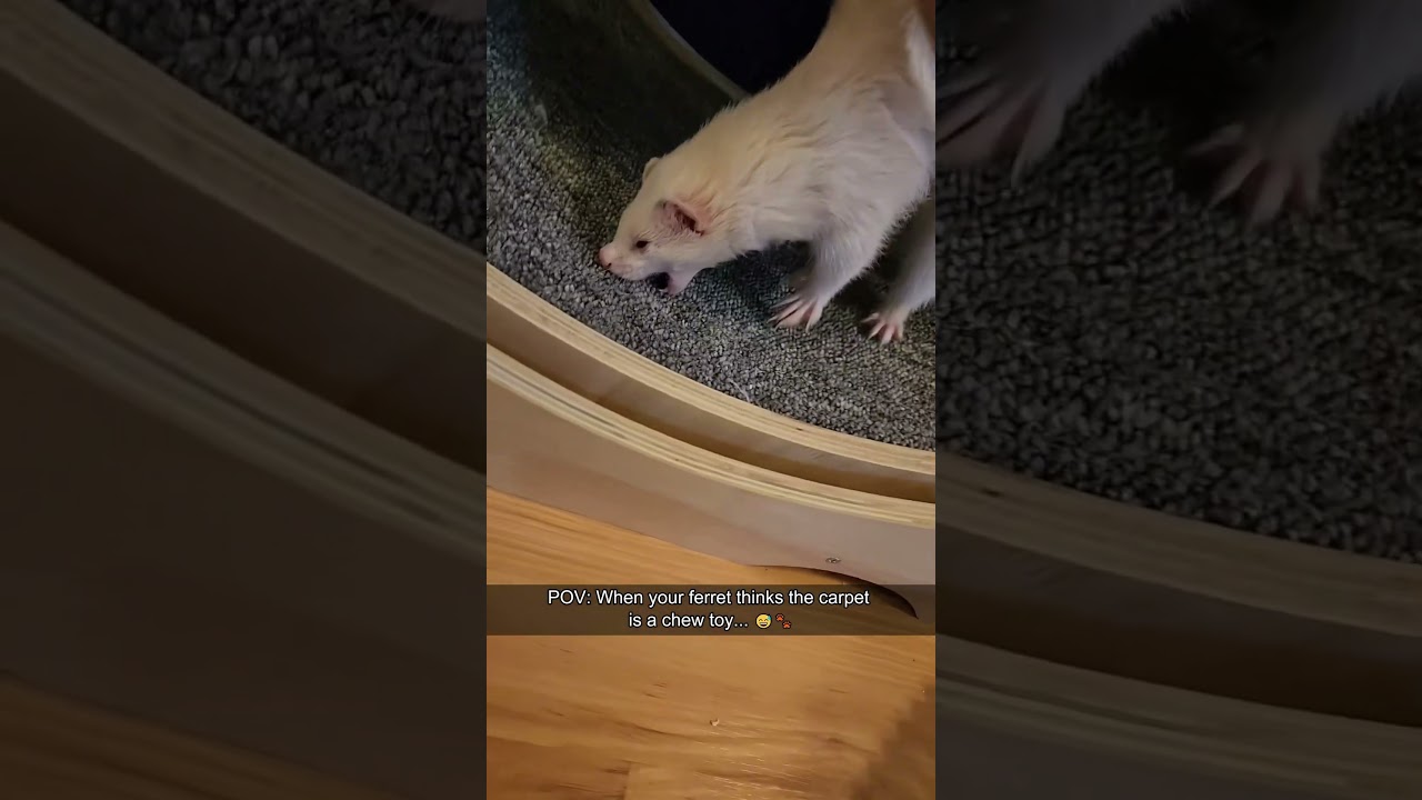 These ferrets are chaos…but make it cute 🥰😂 