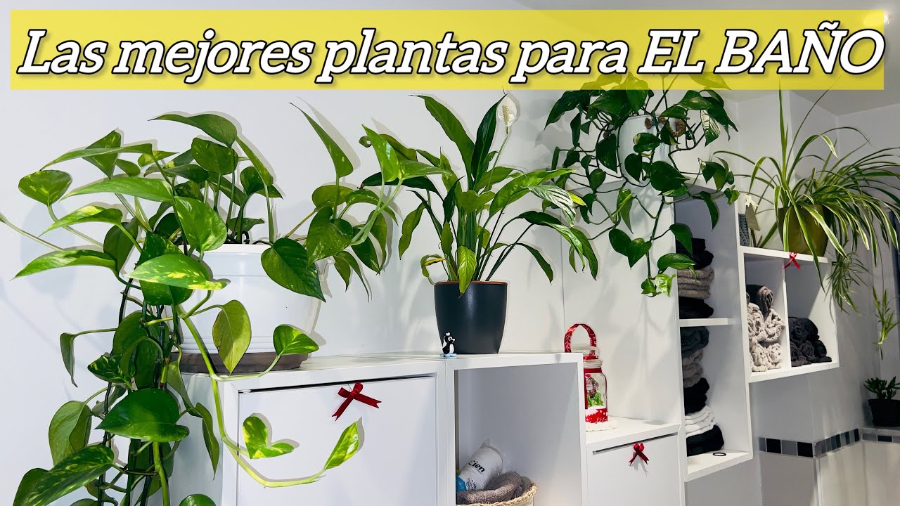 Las mejores plantas para el baño | resistentes, pocas luz y muy fáciles de cuidar 