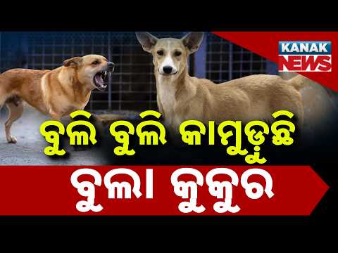 କୁକୁରଙ୍କ ଆତଙ୍କ! Dog Bite Cases in Gunupur | 12 People Injured in Rayagada