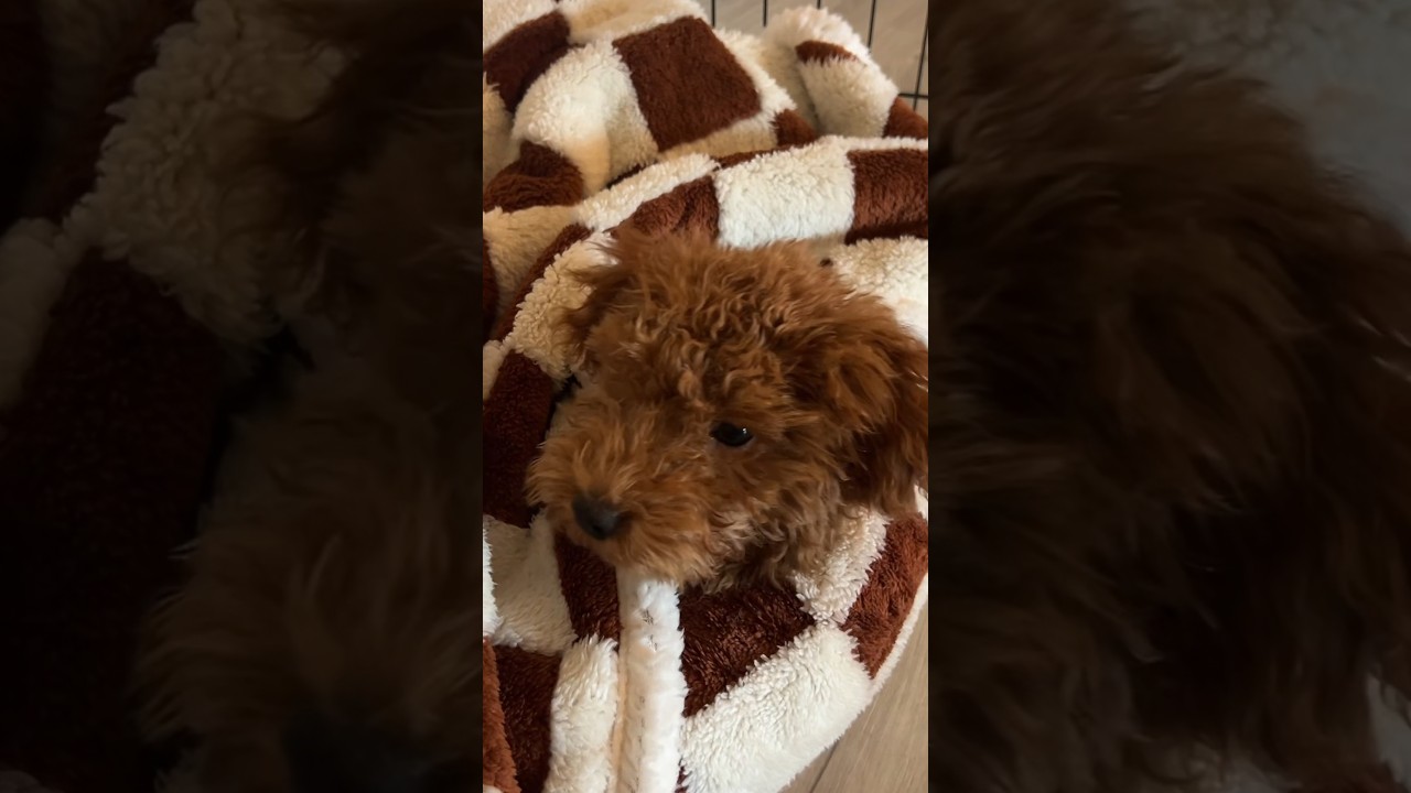 The CUTEST dog bed and blanket🐾🥰  