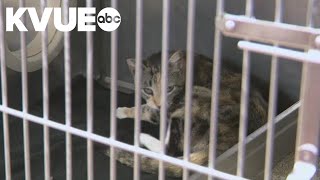 Austin-area shelters team up for 'name your price' event