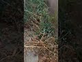 Yard clean up