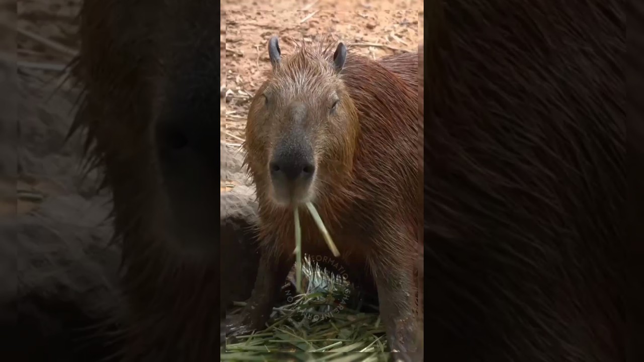 Capybara, the friendliest animal 