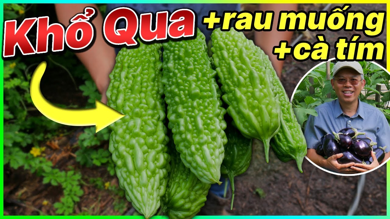 Giàn khổ qua dễ thương + thu hoạch rau muống, cà tím - youtube