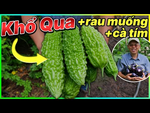 Video Giàn khổ qua dễ thương + thu hoạch rau muống, cà tím - youtube