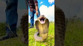 Monocled Cobra Bite