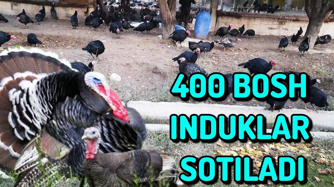 INDUK (KURKA) LAR SOTILADI + 998 99 400 22 99