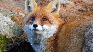 Лиса. У норы осенью. Fox near hole at autumn.