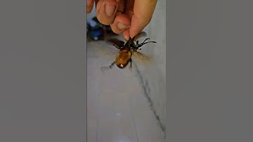 Bọ Cánh Cứng Bay Cực Gắt #Shorts