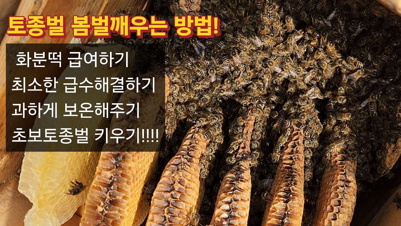 2025 토종벌 봄벌깨우기 간단하고 쉬운초보용 벌키우기!  