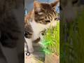 Goat Sunny has a smart way to puke hairballs #草食系男子 #cat #petsunited #catlovers