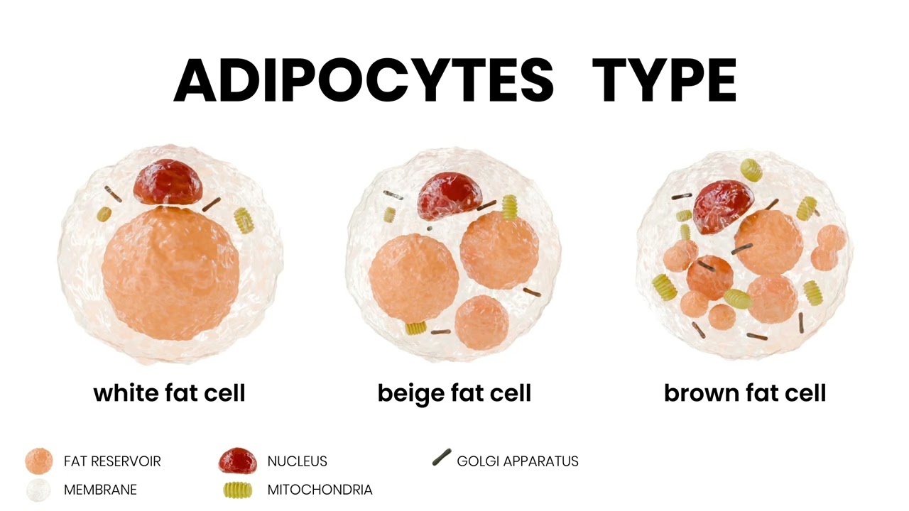 Scientific animation showing three types of adipocytes: white, beige, and brown fat cells.