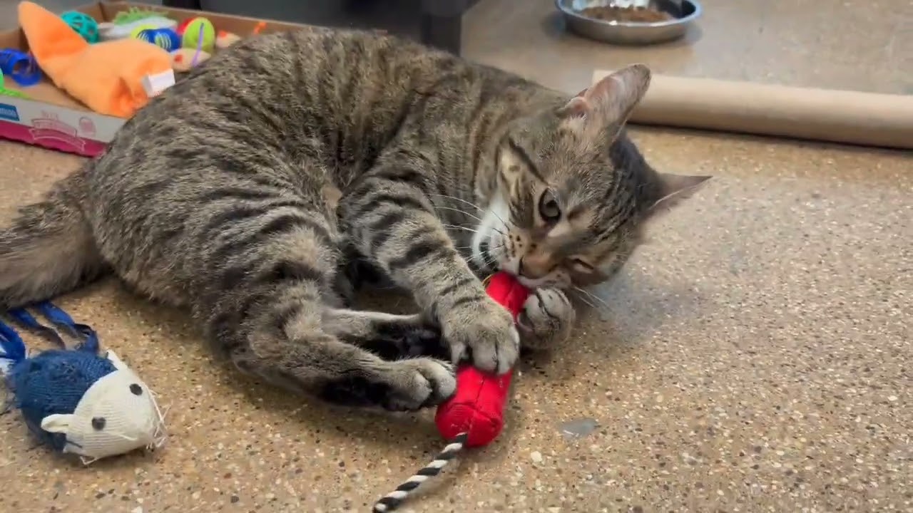 Video of adoptable pet named Sage