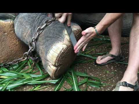 2019. Elephant foot trim