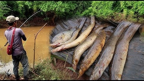 Suối Mã Đà - Trúng đàn chạch lấu béo múp ✅