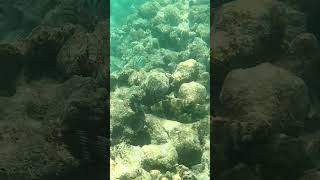 Fish. #bvi #dualipa #openingday #helpmemakethismakesense #fyp
