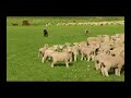 Mustering Sheep New Zealand