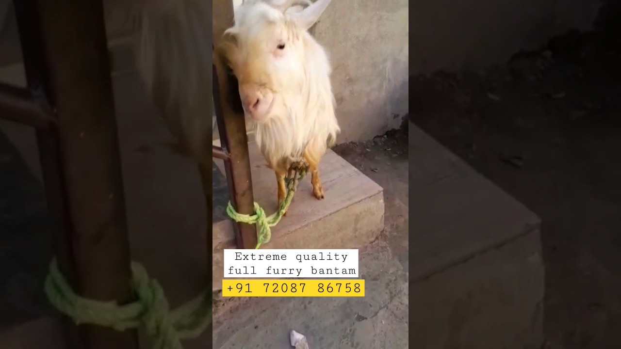 mashallah quality bantam for sale 