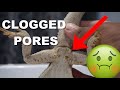 Bearded Dragon Clogged Femoral Pores !! How To Care For Them !!