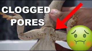 Bearded Dragon Clogged Femoral Pores !! How To Care For Them !!