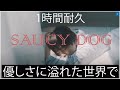 SAUCY DOG - 優しさに溢れた世界で  1時間耐久🍧..SAUCY DOG - 優しさに溢れた世界で - ..1hour Version Japanese Pop 🎶🤞🎶