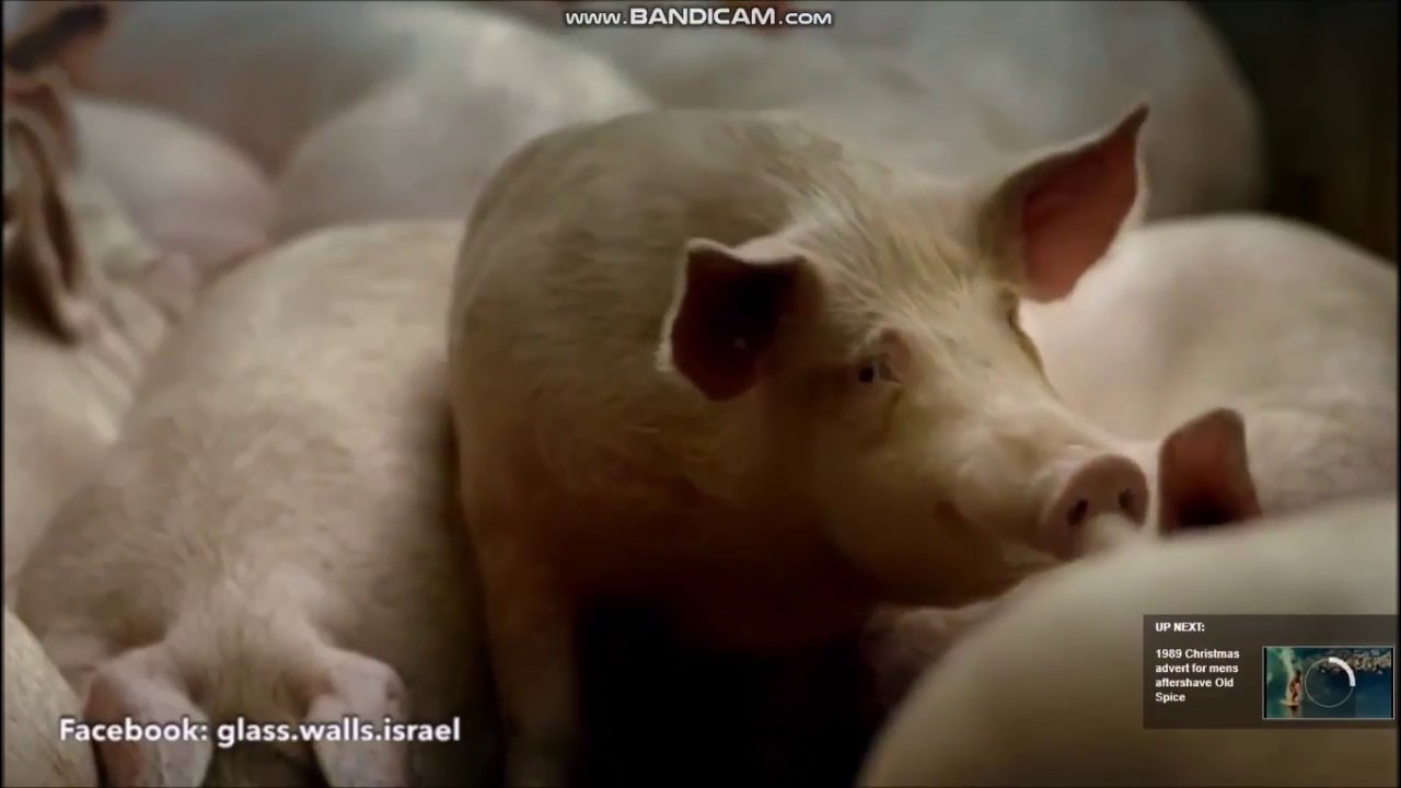 The Truth About Gummy Bear by Alina Kneepkens YouTube