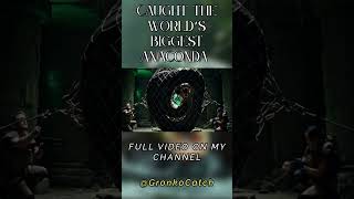 Caught The Largest Anaconda Ever Seen