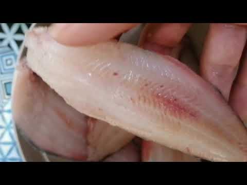 إعداد سمكة اللسان  