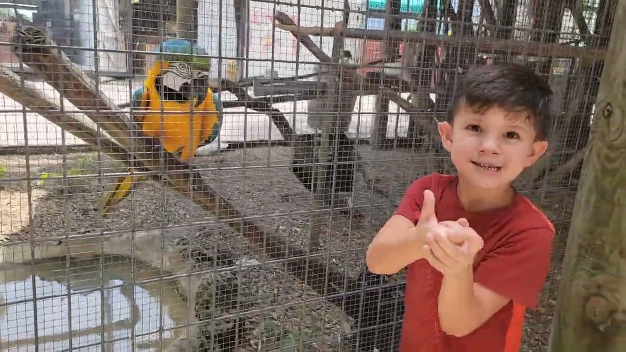 Macaw Facts: Zay's Creature Club