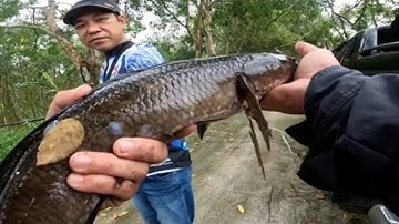 Tập 51: Câu cá lóc, cá rô U minh thượng. Tiếp tục hành trình tìm kiếm hugo