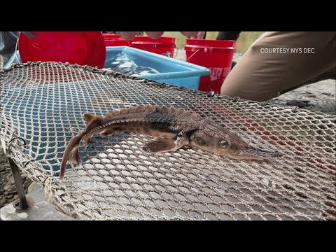 YouTube video mxw4Pn6QWHM thumbnail