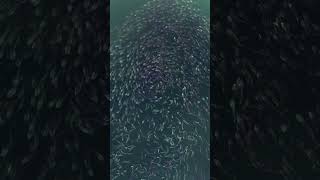 Menhaden Swirling- Hamptons Drone