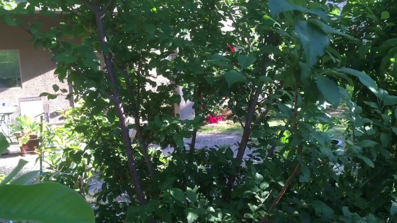 Growing Plum Trees in Arizona YouTube