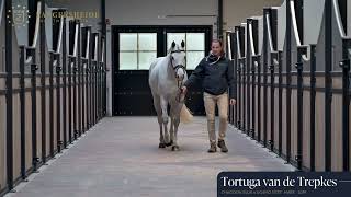 Tortuga van de Trepkes - Walk & 360