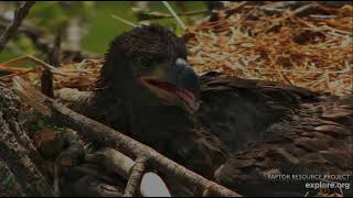 Decorah Eagles 5-8-26 HM2 watching over the kids, nice closeups