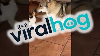 Tiny Dog Grooms Its Bigger Buddy || ViralHog