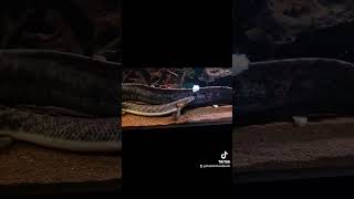 Over 150 million years of evolution, outsmarted by a fish fillet #aquarium #fishkeeping #bichir