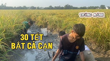SĂN BẮT CÁ CẠN VÔ MÁNH TRÊN CÁNH ĐỒNG LÚA CHÍN