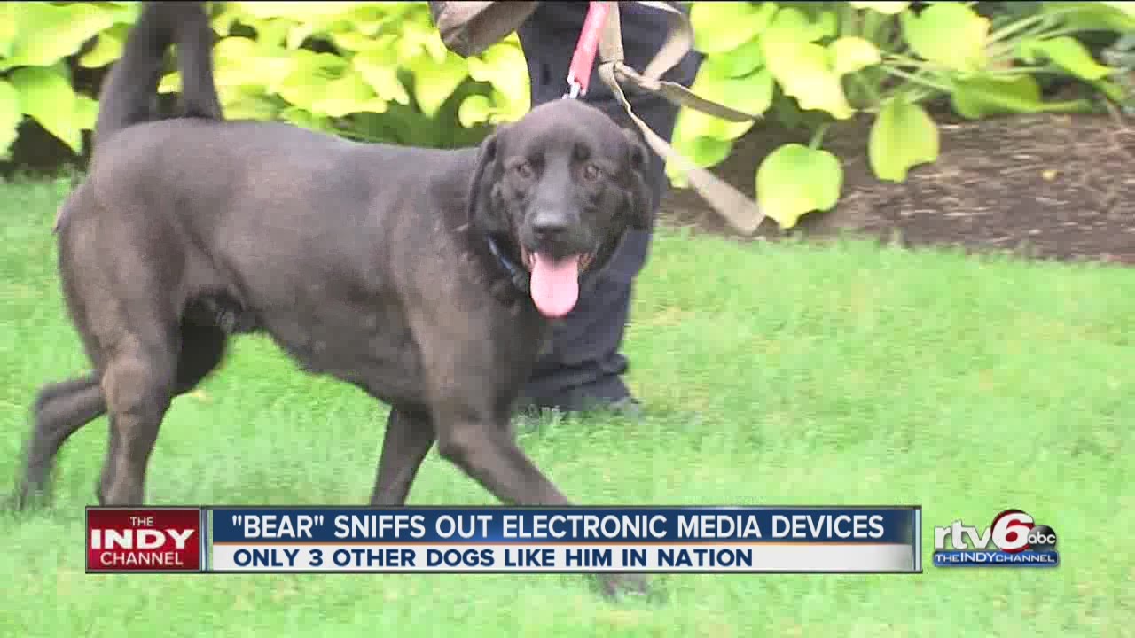 Electronicssniffing K9 helped police catch Jared Fogle YouTube