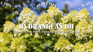Hydrangeas 101: Choosing the Right Hydrangea for Your Garden Which Panicle Hydrangea Is Right For You Part One Full Sized Hydrangeas