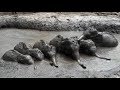 Herd of baby elephants rescued from mud pit in Thailand